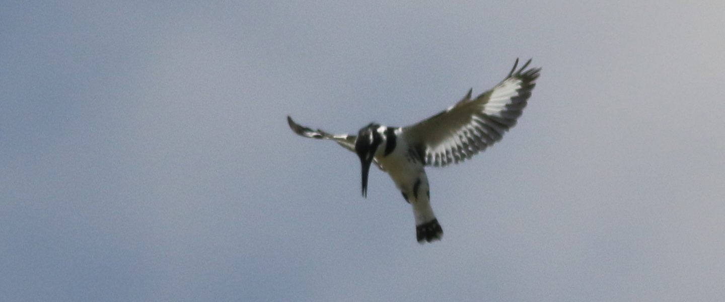 Pied Kingfisher